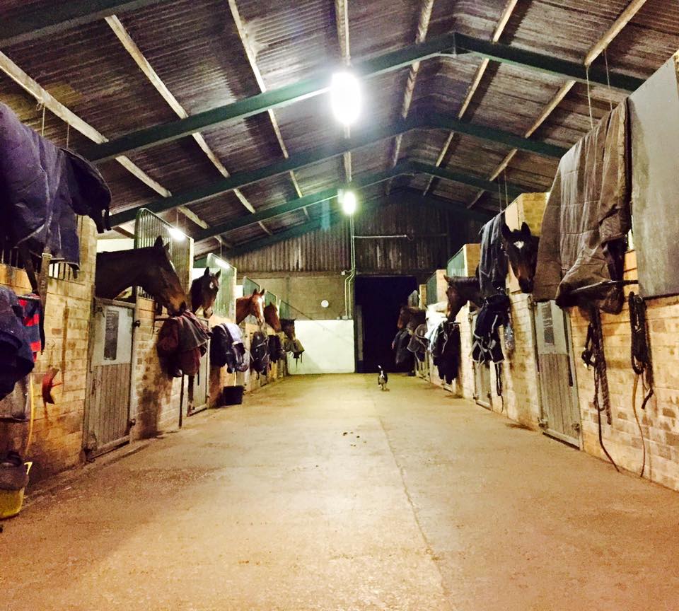 Photograph of horses stabled in the retraining Unit